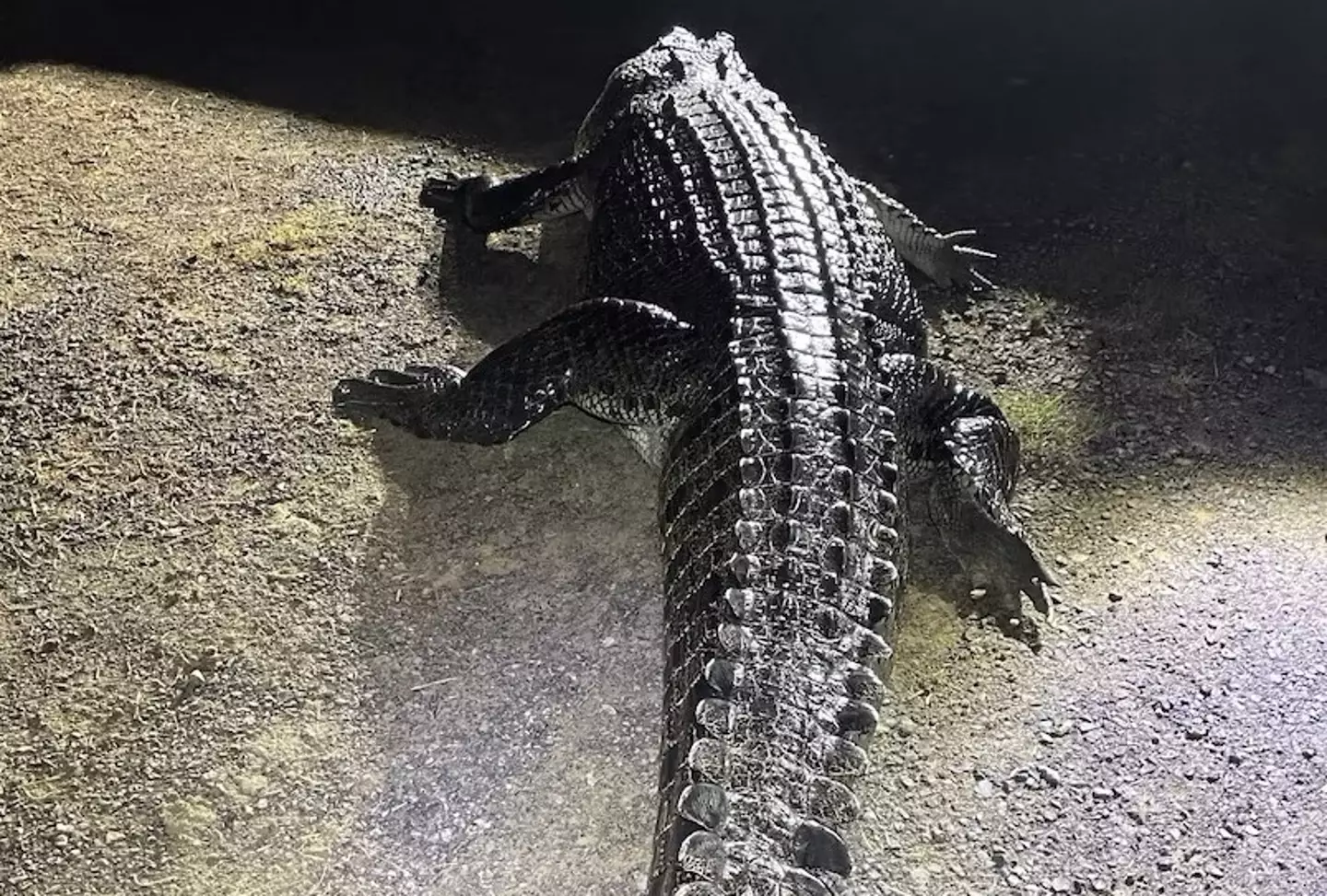 Wildlife officials had to shoot this crocodile dead after it attacked a man and ate his dog.
