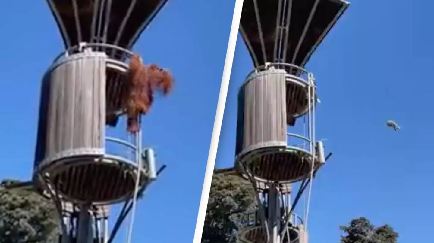 Zoo forced to apologize over its controversial response to orangutan launching possum out of its tree house