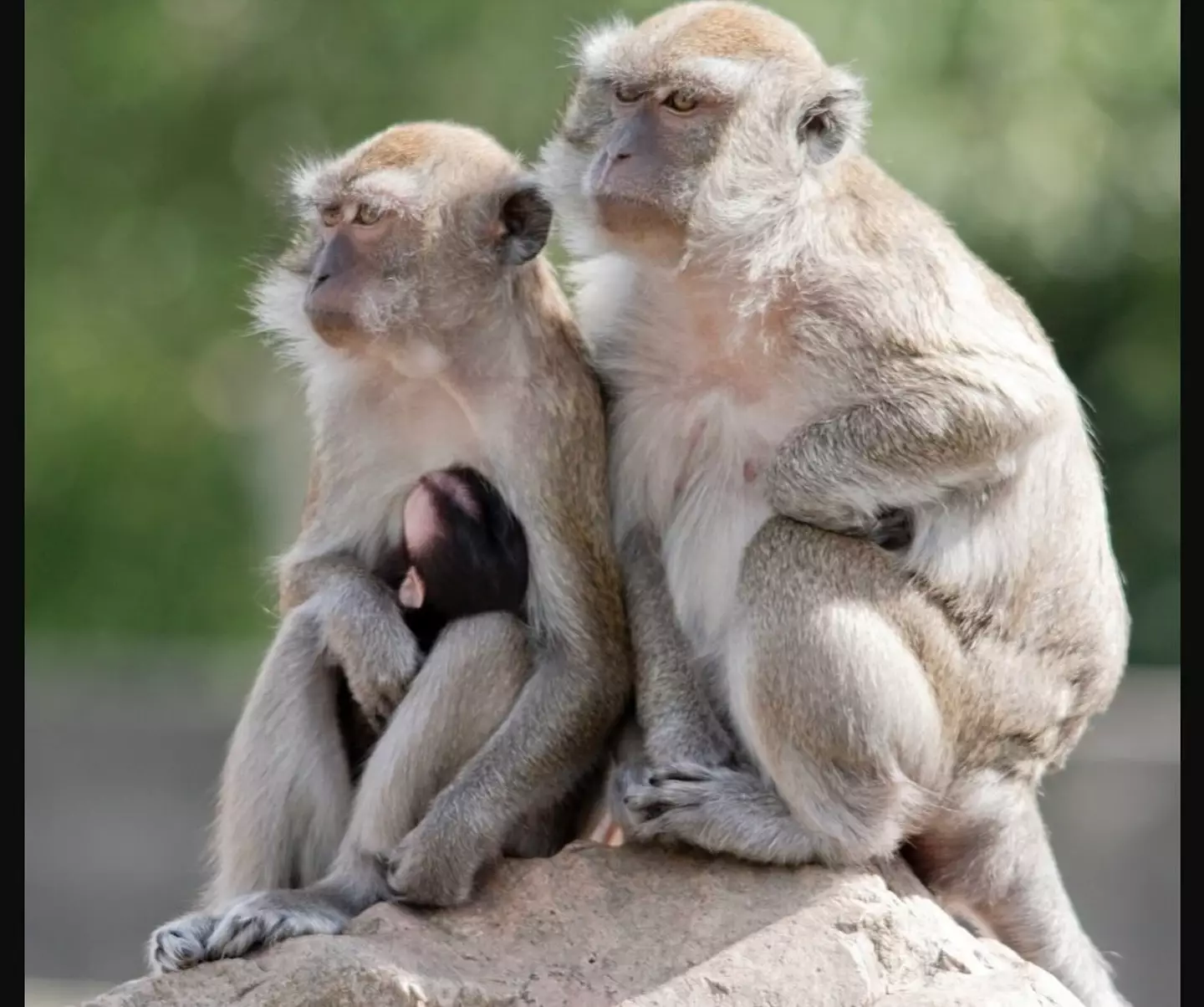 Residents have been urged to not approach the monkeys (Yemassee Police Department)