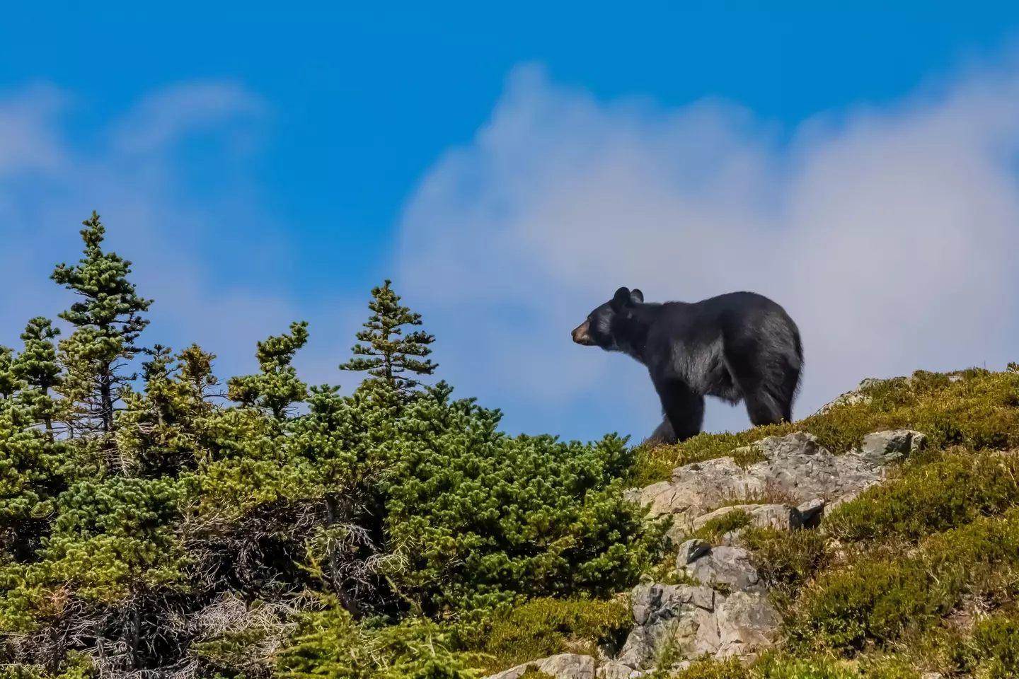 A black bear the Cascade Mountains in Washington State.