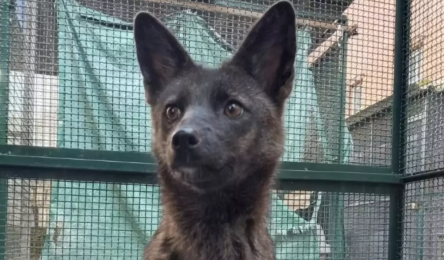 The dogxim was nervous around humans, but would let people pet her if they were careful.