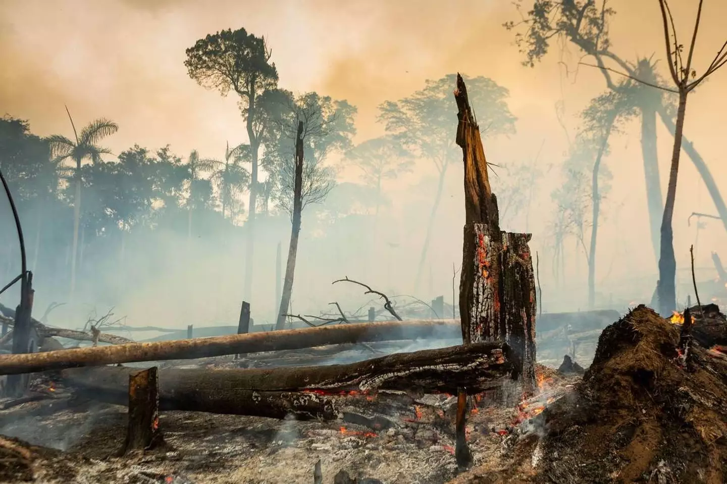 Amazon rainforest on fire (Alamy)