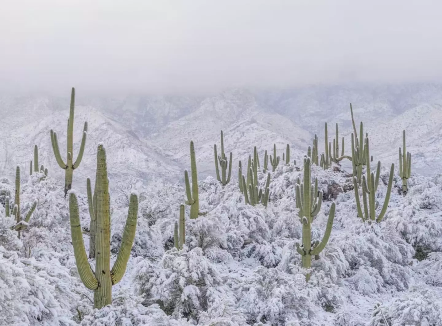It's not often you see thick snow in the desert.