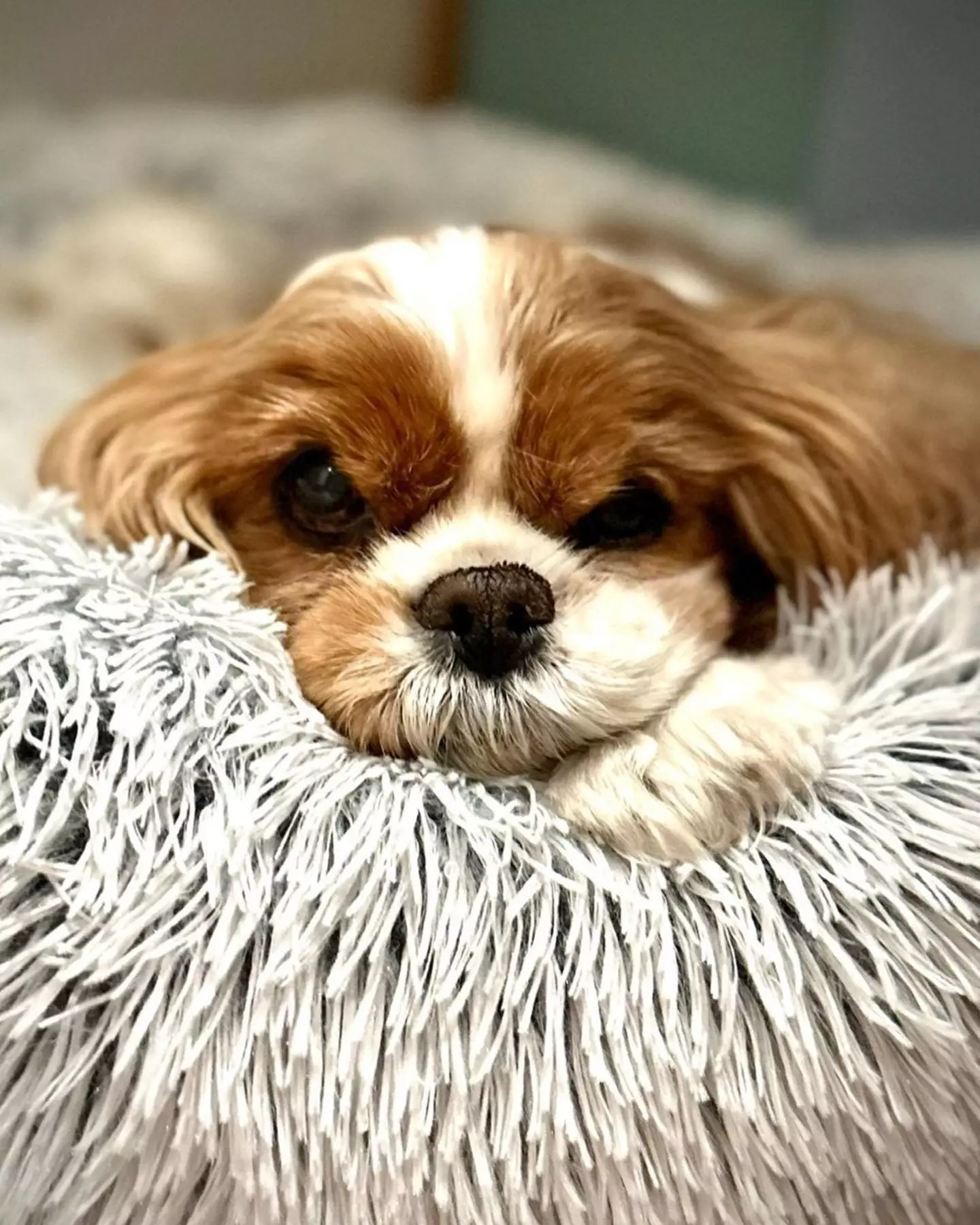 Zelda passed away at 13 years old back in May.