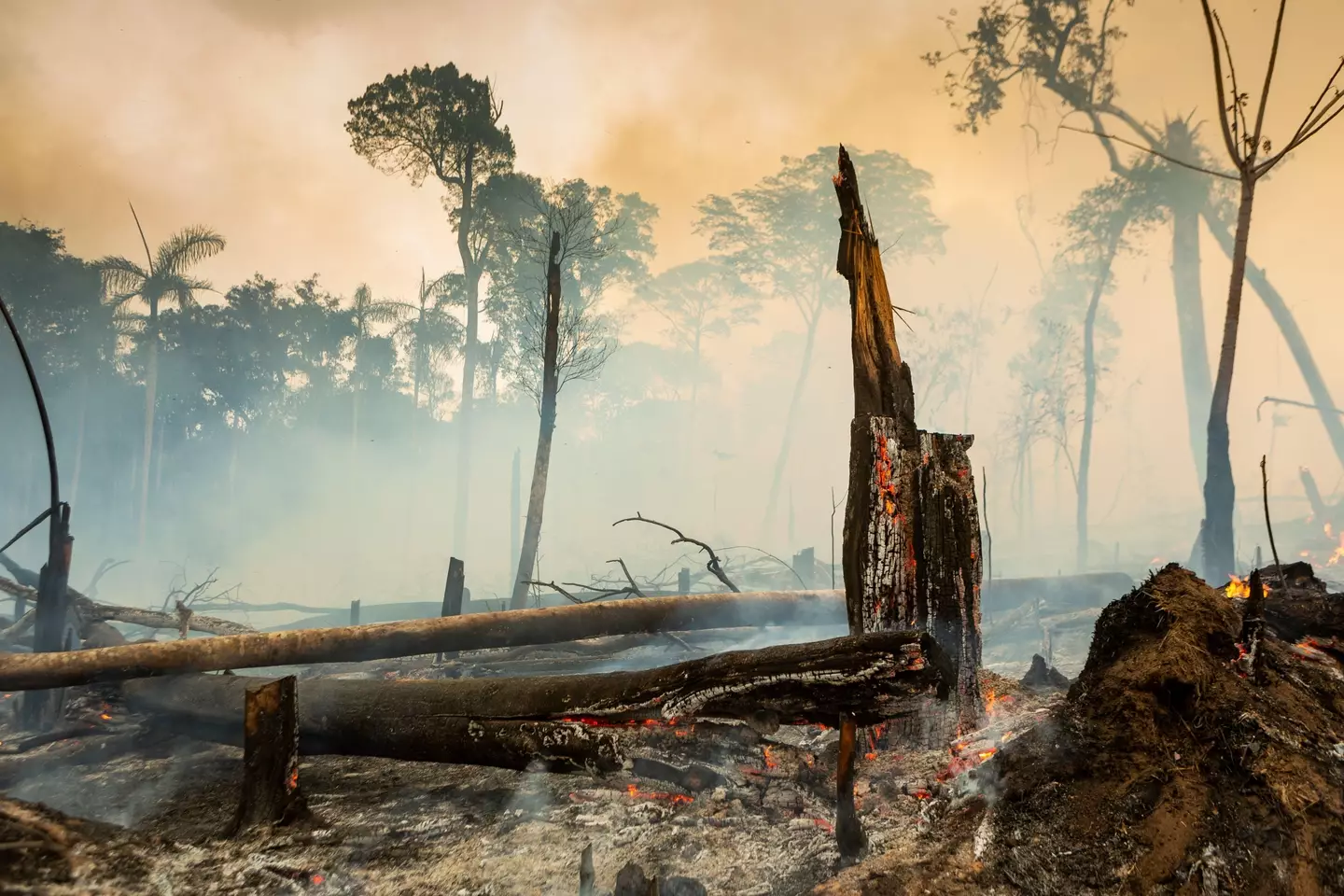 Alongside emissions, deforestation also causes a rise in CO2 levels.