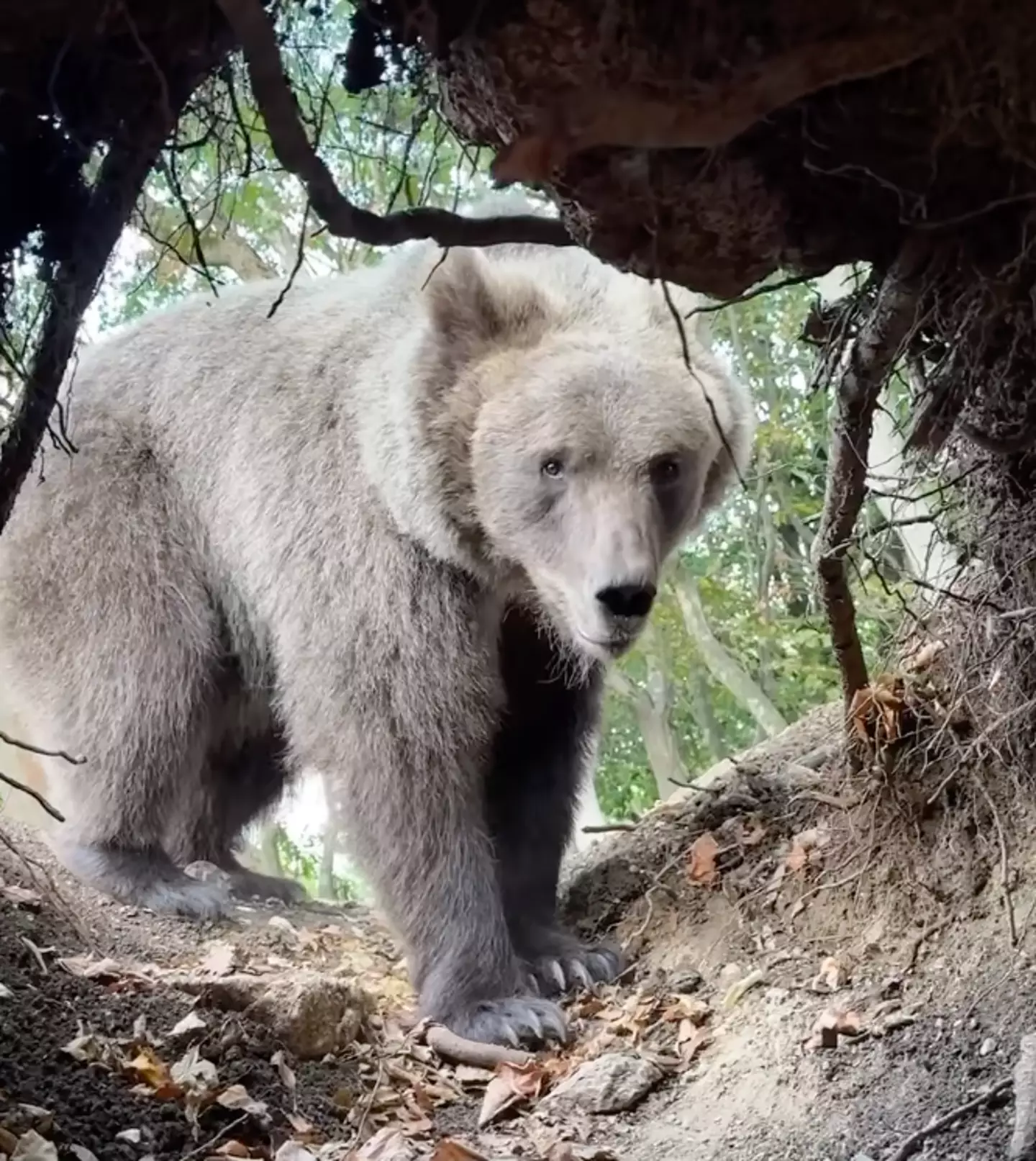 As a general rule I try to avoid going into bear's dens (stefan_jankovich)