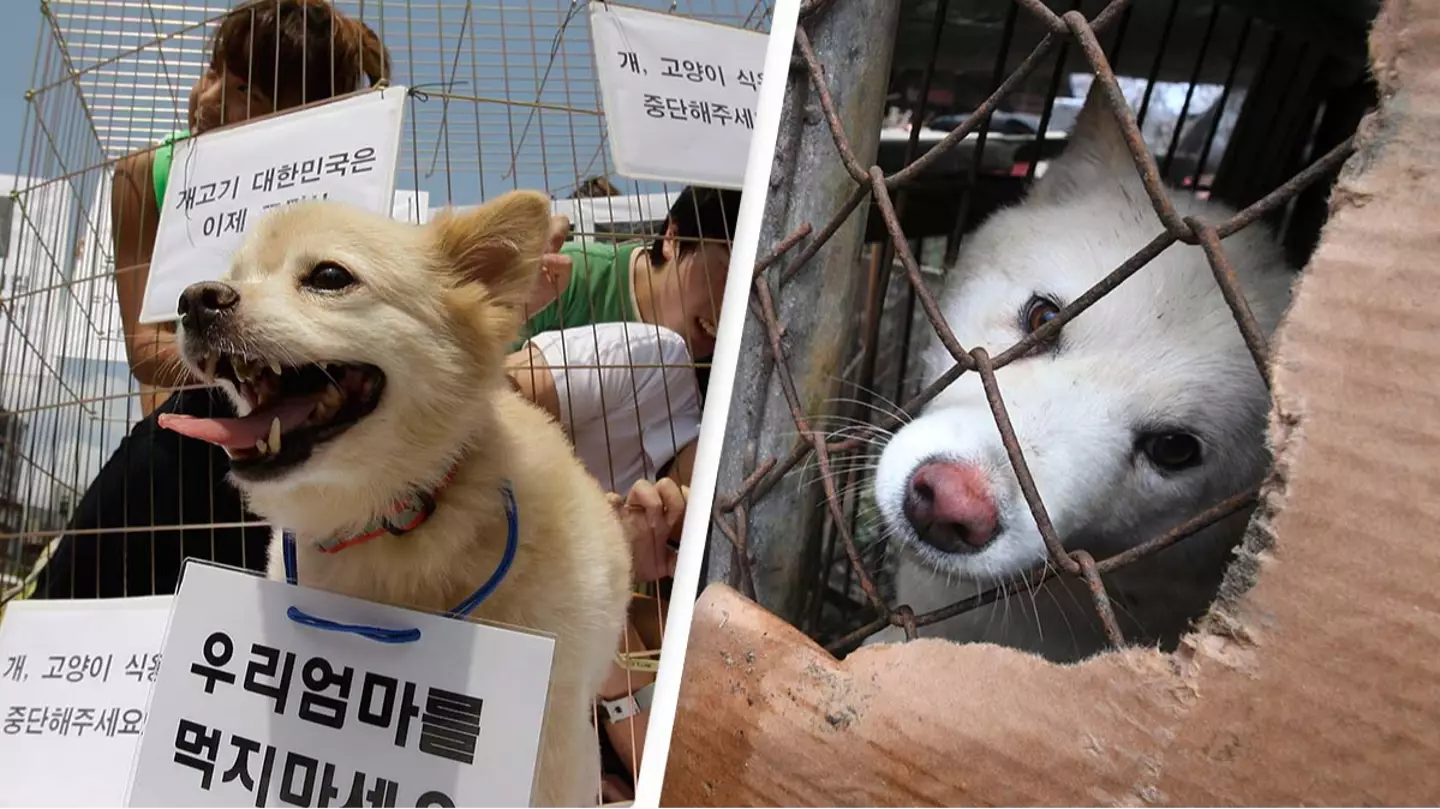 South Korea introduces plan to ban eating dog meat