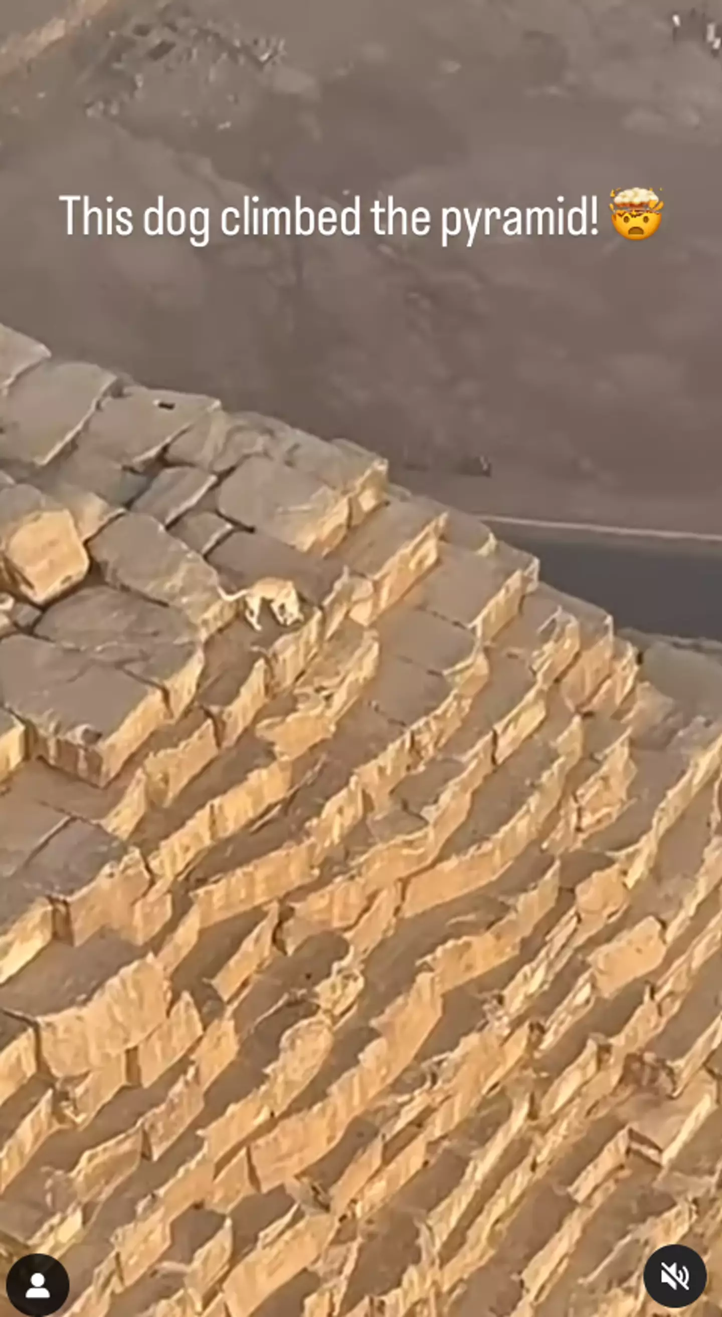 The dog was inexplicably perched on the pyramid (Instagram/@marshallmosher)