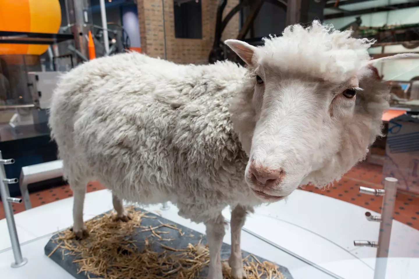 Poor Dolly only lived until six, when she was euthanized due to a lung tumour.