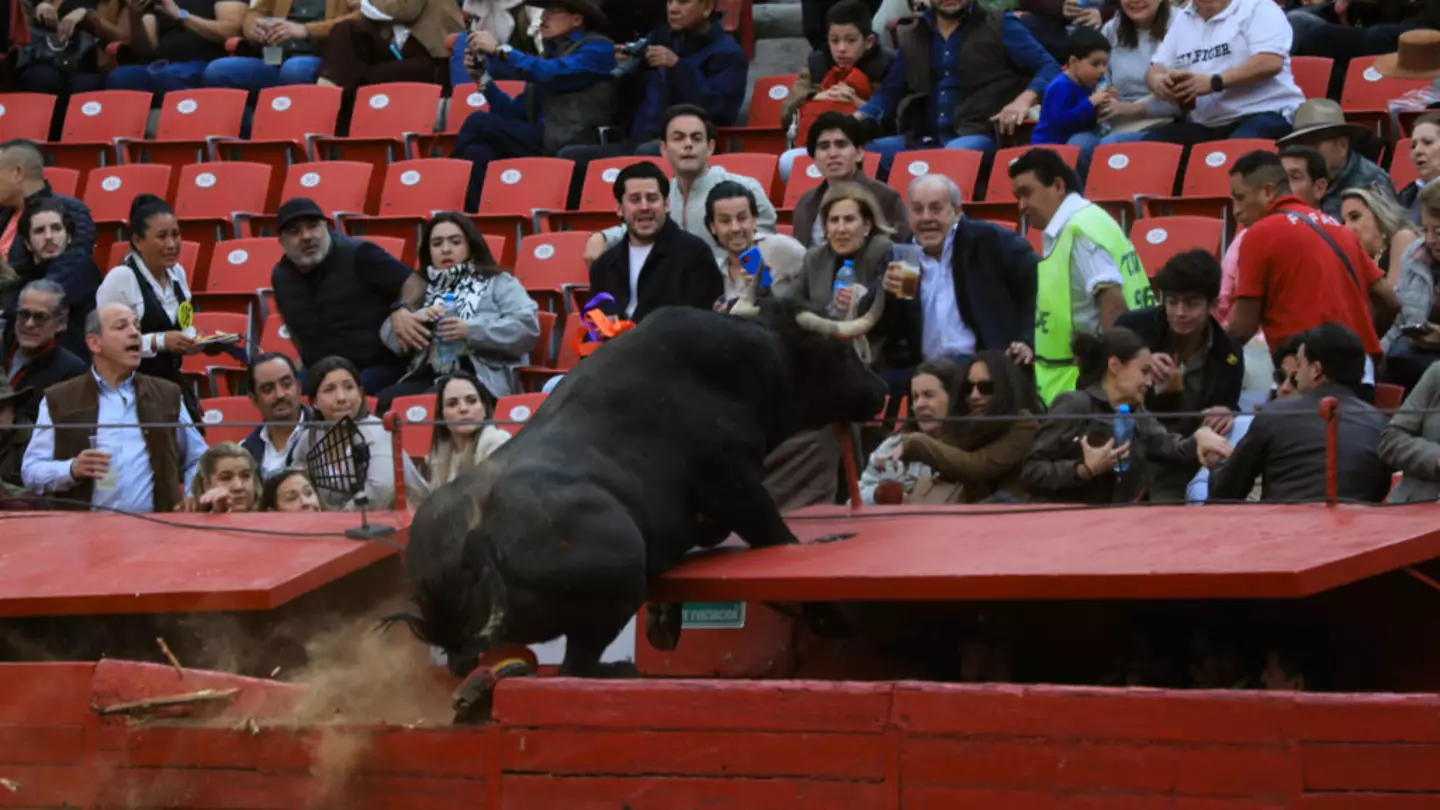 Audience narrowly avoids injuries after fighting bull leaps barrier during event