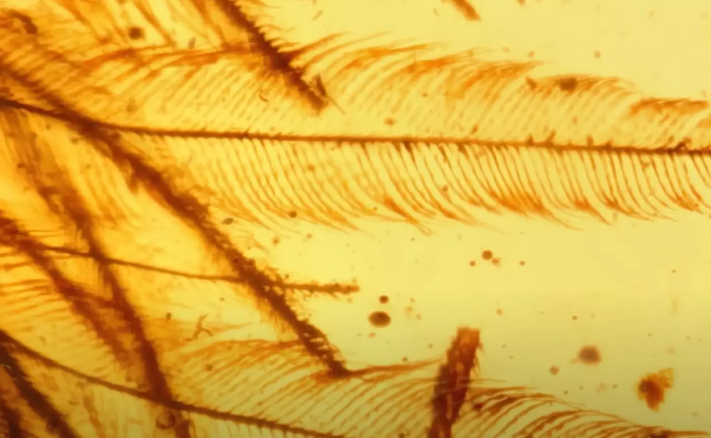 Scientists discovered a feathered tail and feathers on the wings (National Geographic)