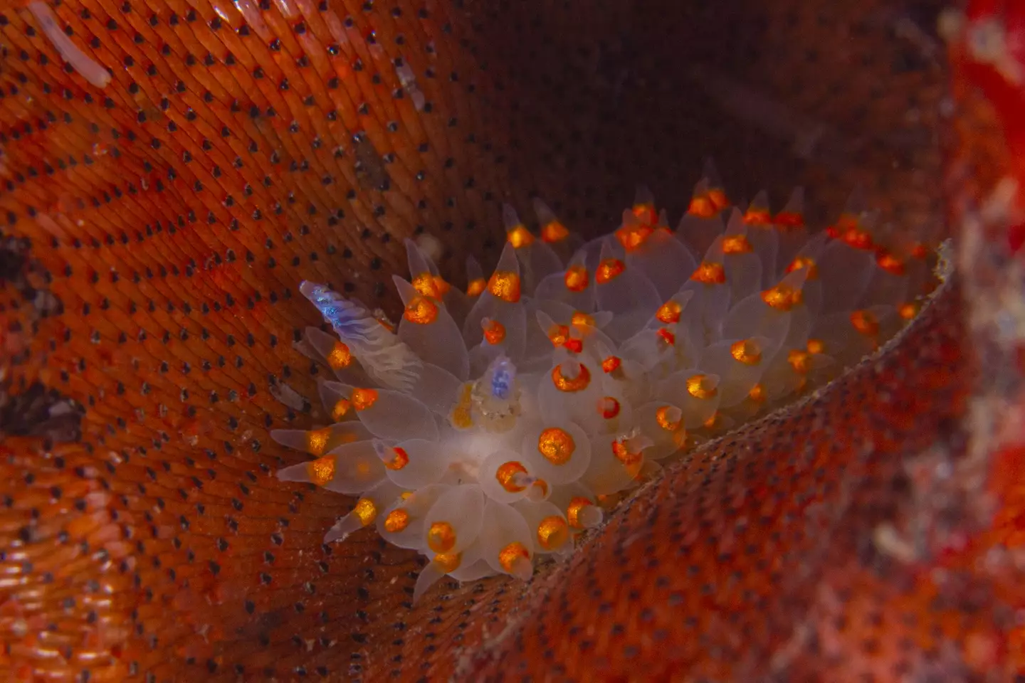 A red-rust bryozoan under the Stearn's Wharf pier in Santa Barbara (Getty Stock Photo)