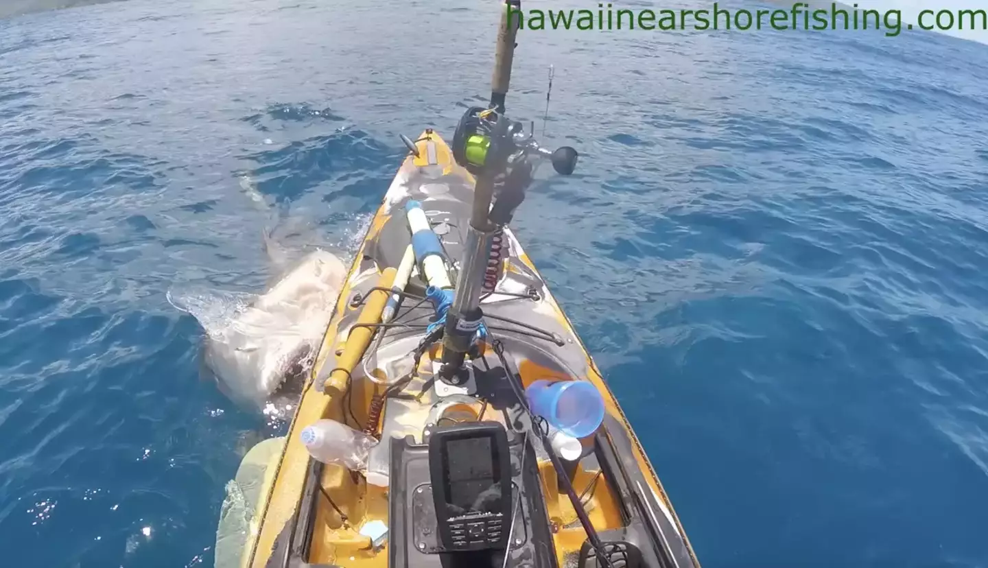 Fisherman Scott Haraguchi was menaced by a shark.