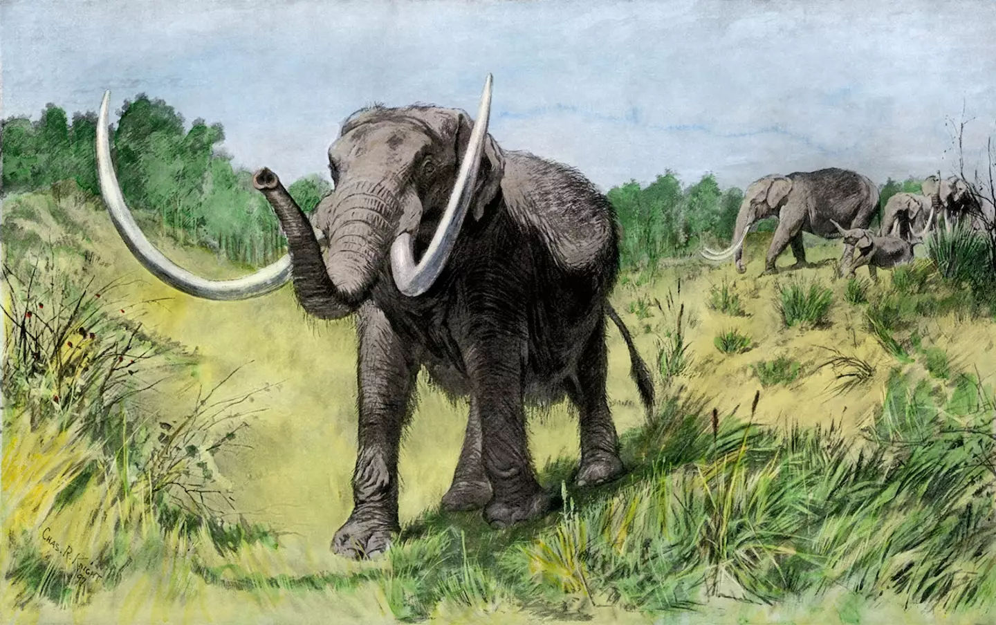 The ice age mammal - Mastodon - roamed as far as Greenland before becoming extinct.