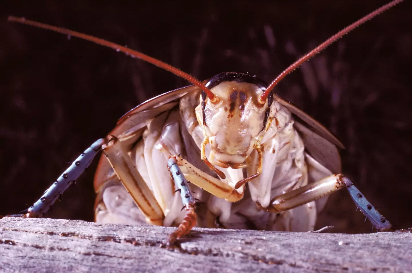 The man was trying to kill the cockroach.