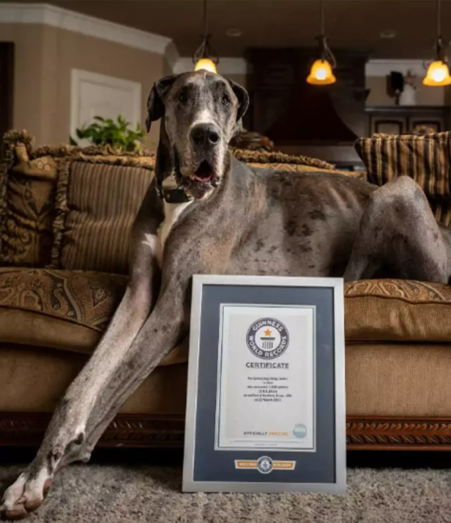 Zeus from Texas has taken the title of the world's tallest living male dog.