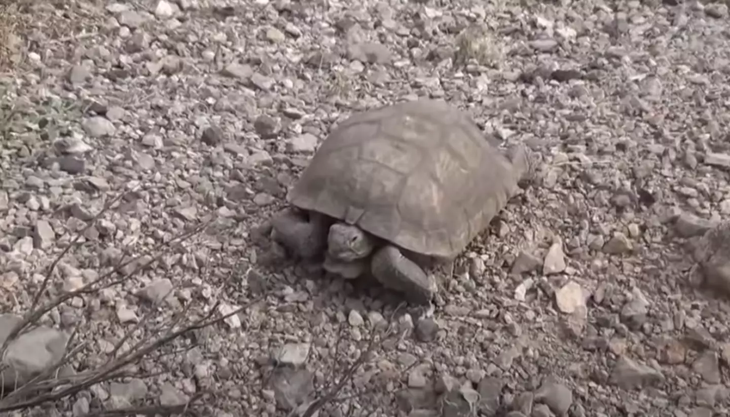 Veach found a tortoise on his second trip to the cave.