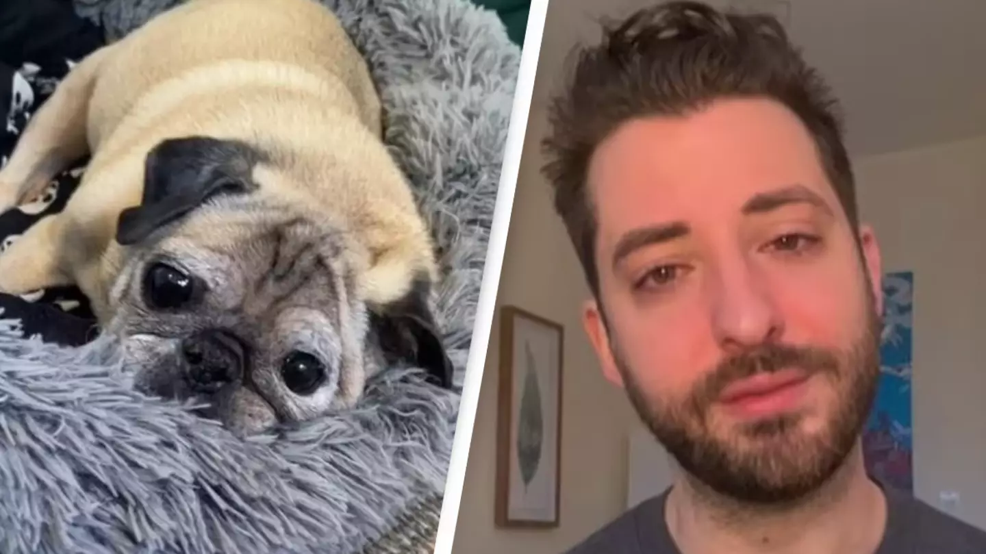 TikTok famous dog Noodle the Pug has died