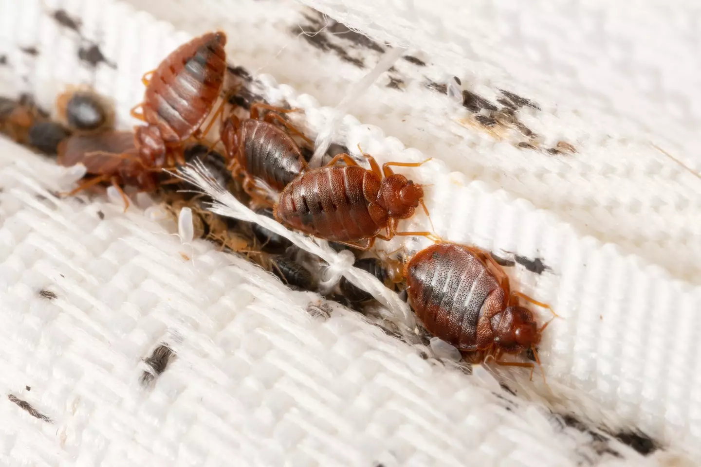 Bedbugs breed very quickly once they find somewhere they like.