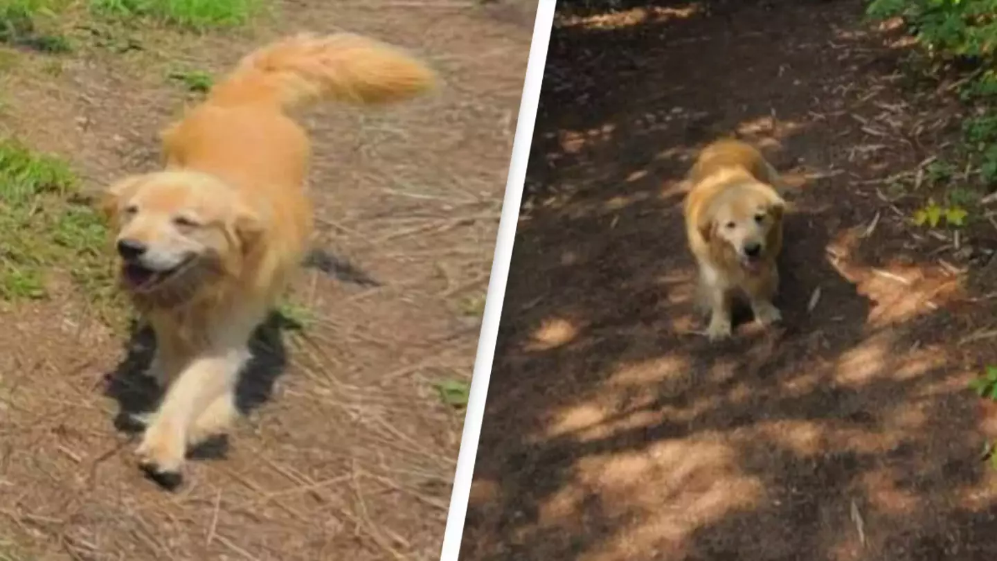 People amazed after dog follows Google Map snapper and appears in more than 1,000 locations