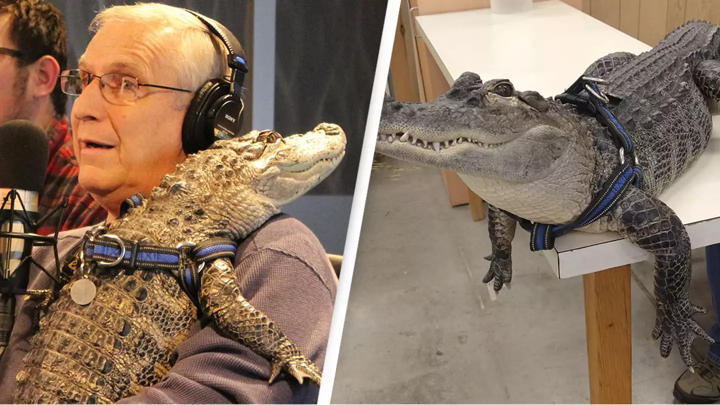 Outrage erupts after man gets refused from bringing his emotional support alligator to baseball game