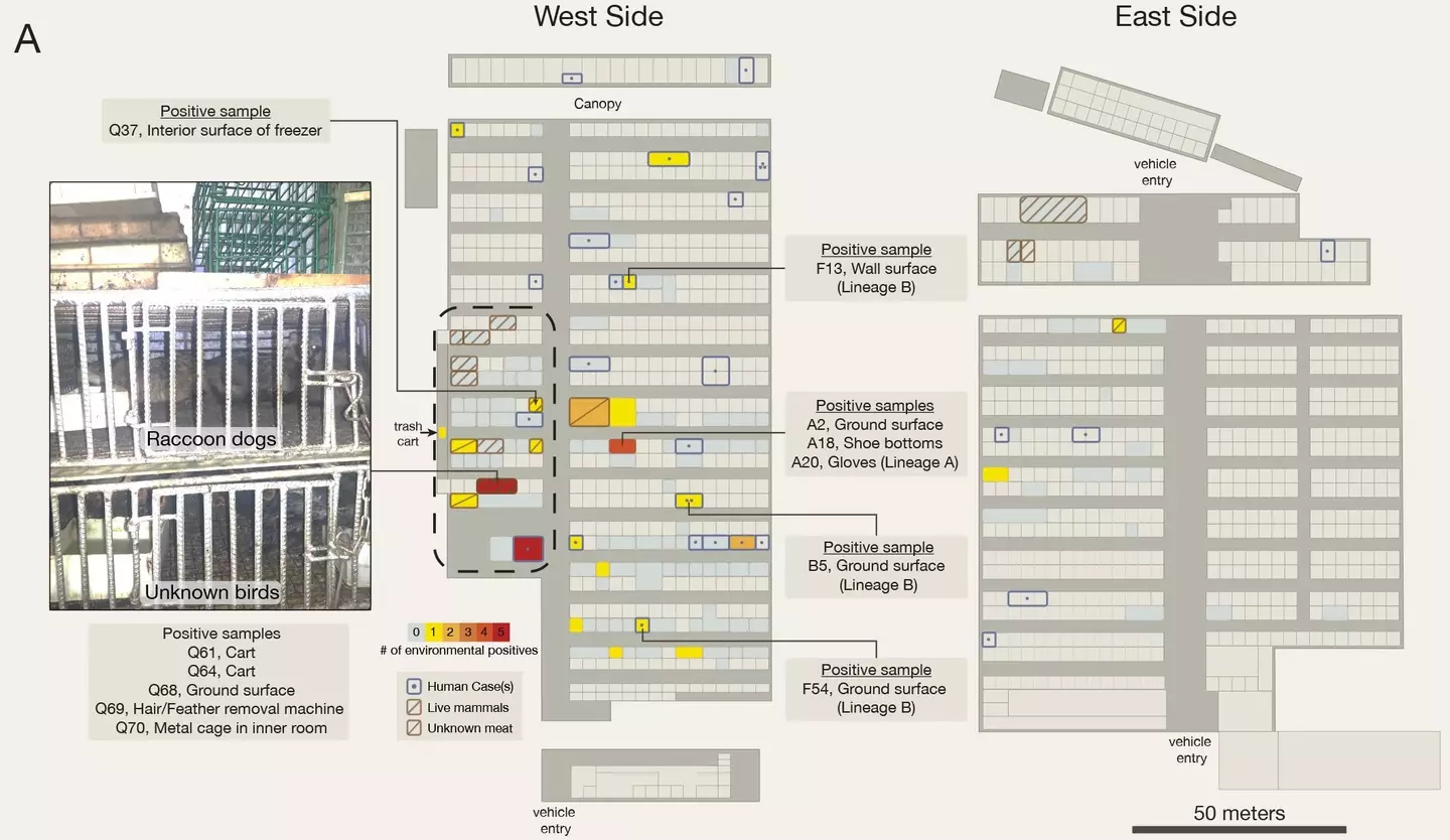 Mapping out the food market, researchers worked out where exactly the virus had first infected humans.