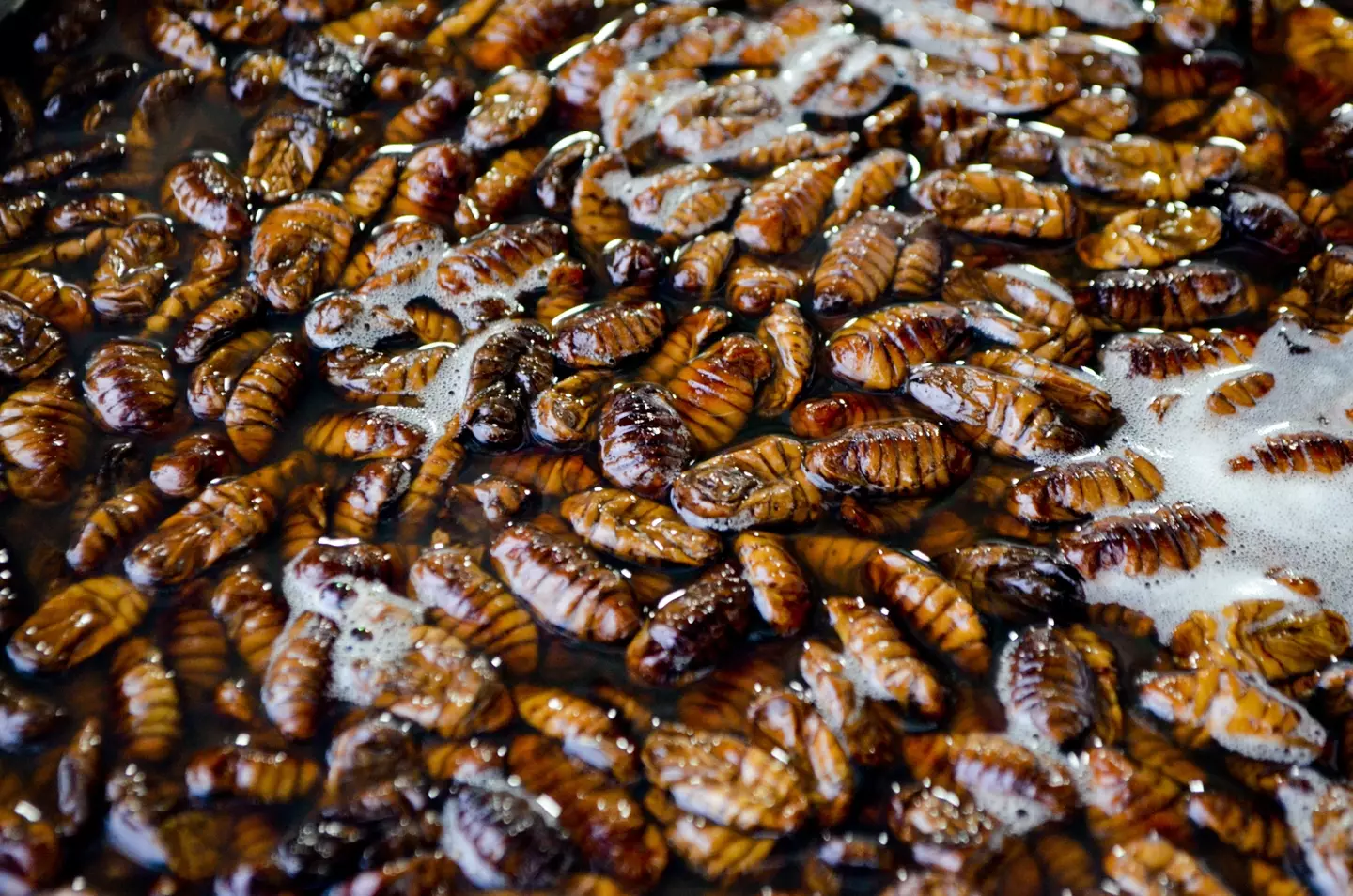 Cockroaches are abundant in some parts of the city.