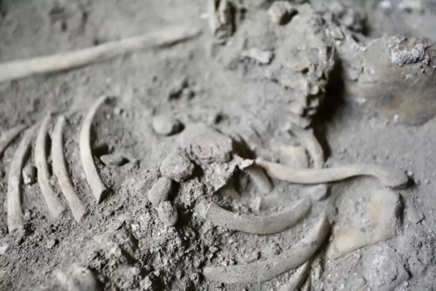 The remains are believed to be 29,000 years old (Fine Arts Department/Facebook)