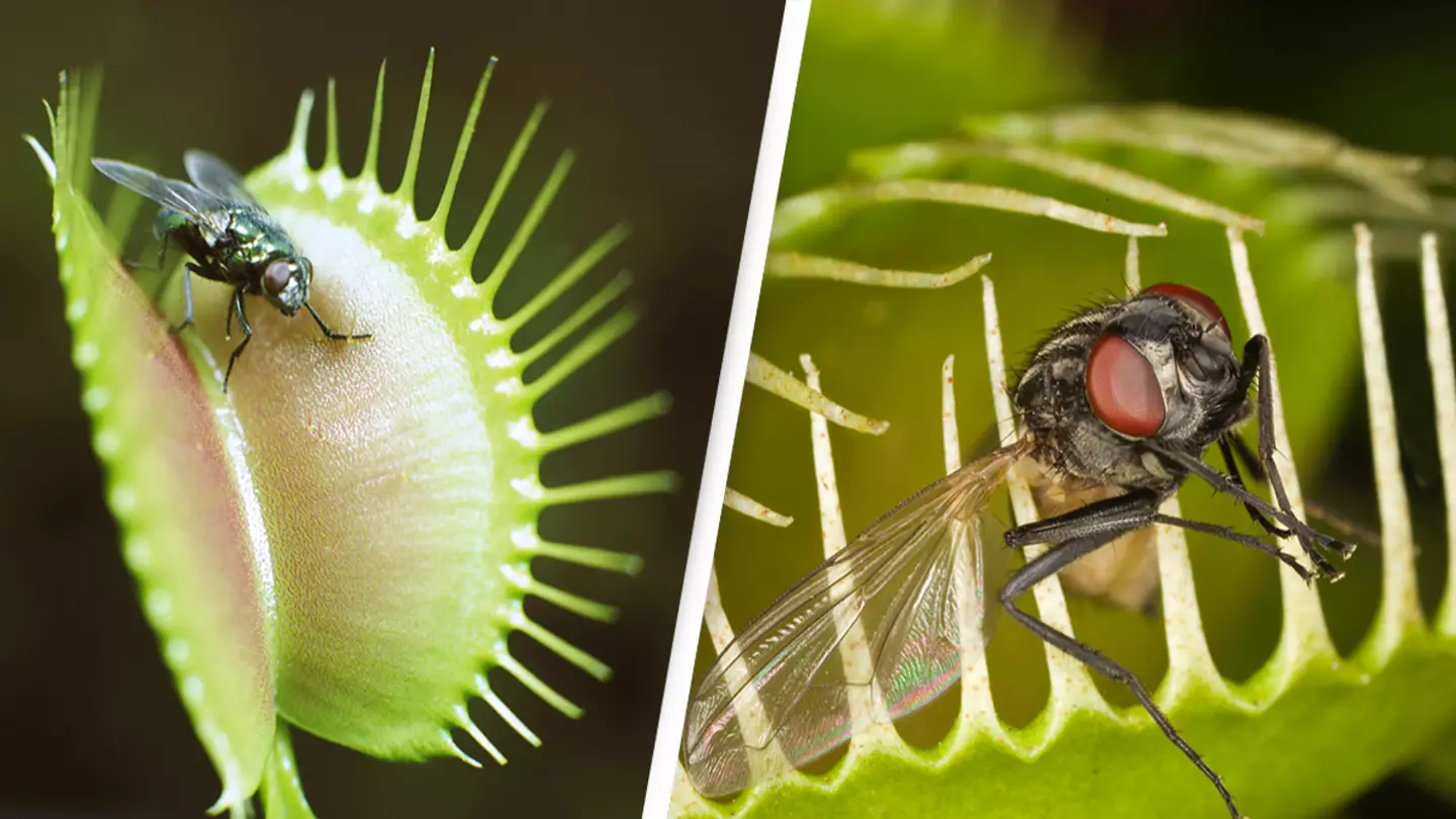 Expert discovers that a Venus flytrap can eat human tissue