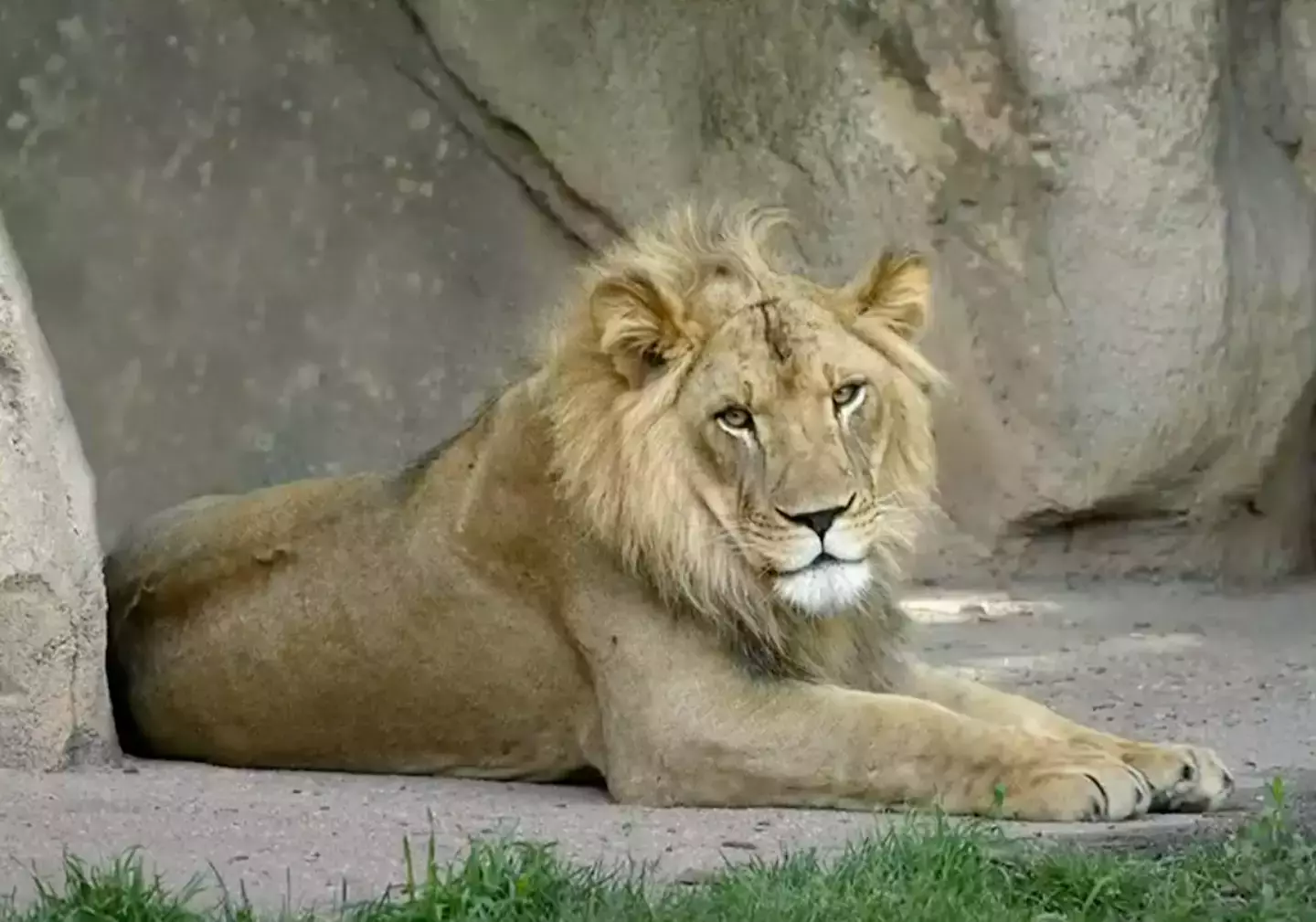 One lioness certainly caused a stir by being different. (YouTube/WIBW 13 News)