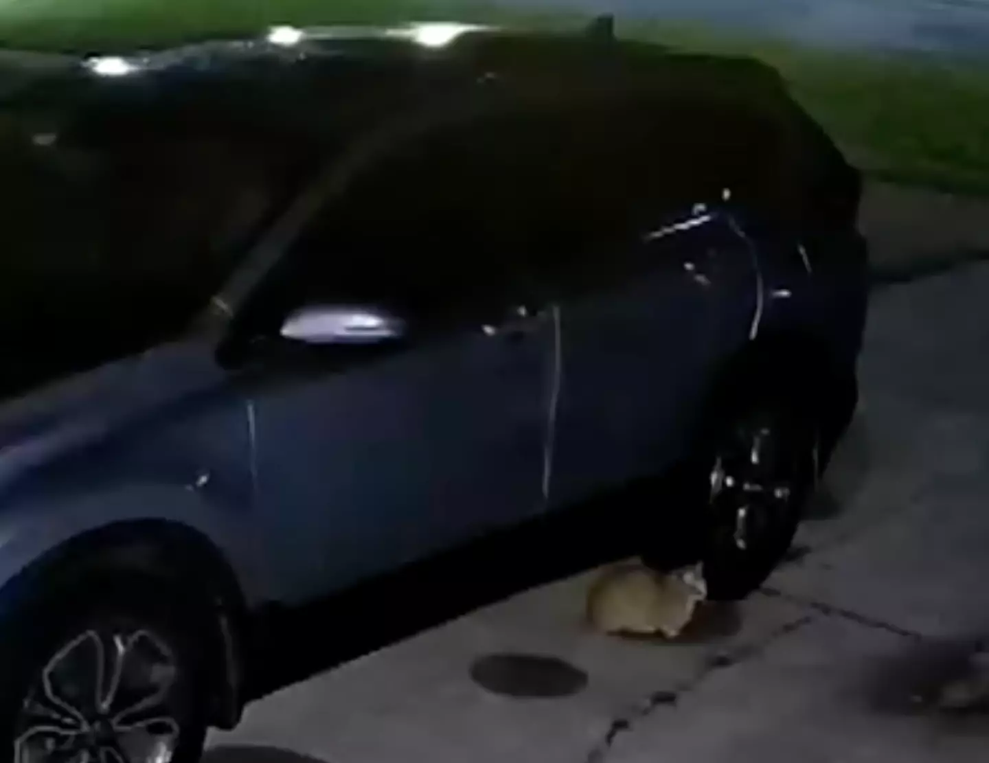 It seems the two dogs were pursuing a cat which hid in the car's engine.