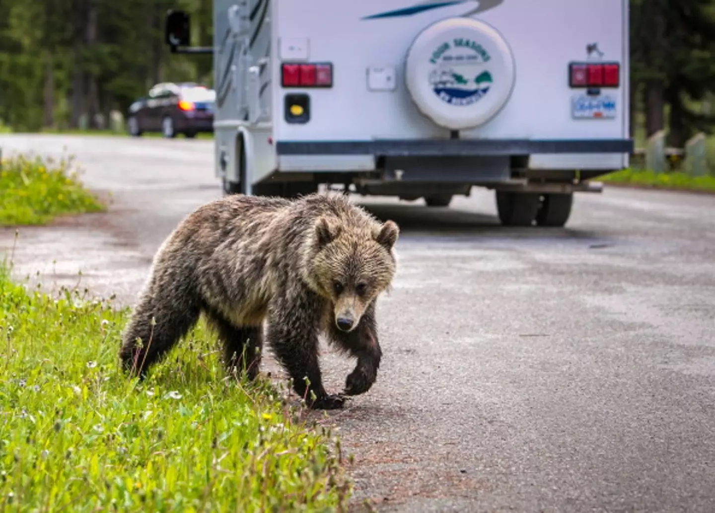 The bear has since been euthanized.