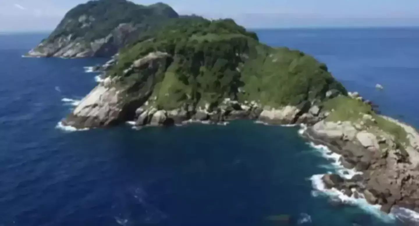 The snakes on this island can kill you (9 News)