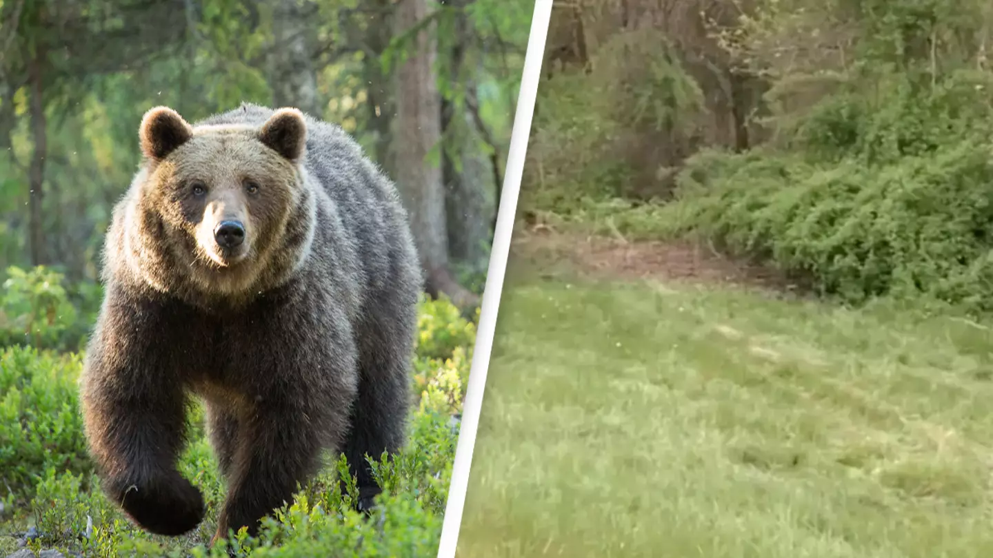 Bear dragged driver’s body from vehicle after they were killed in car crash