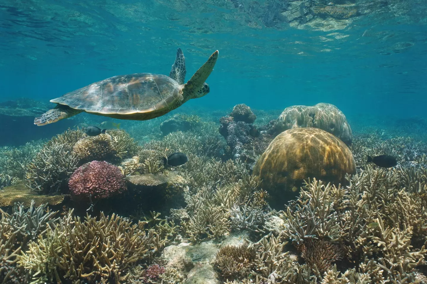 Scientists have predicted when a 'mass extinction' will happen in the ocean if we don’t do enough to curb harmful greenhouse gas emissions.