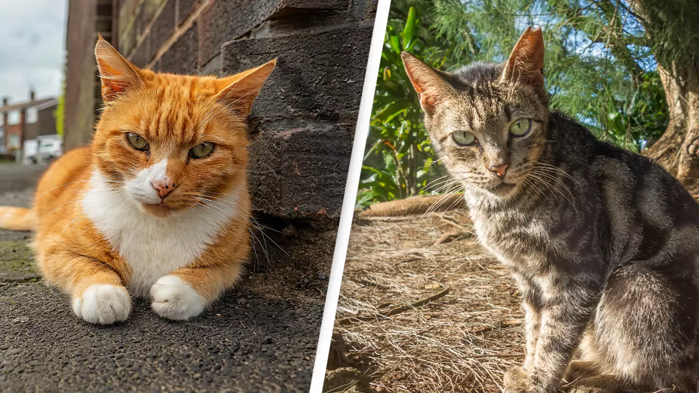 New Zealand children’s competition to kill as many cats as possible gets canceled due to backlash