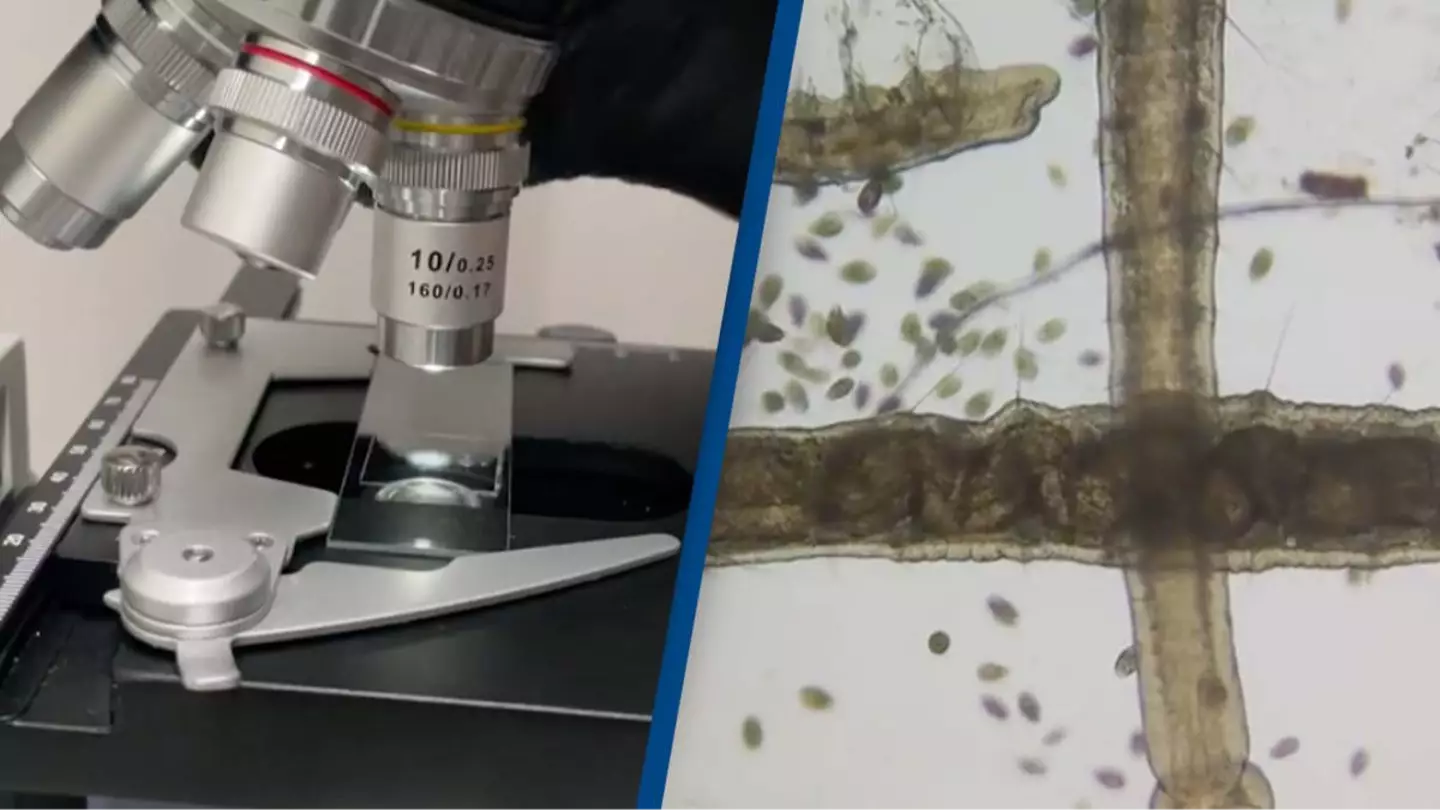 Scientist puts tap water and rain water under microscope and it's leaving people 'terrified'