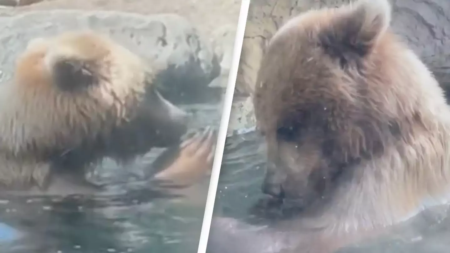 Children watch on in horror as bear eats family of ducklings in front of them at zoo