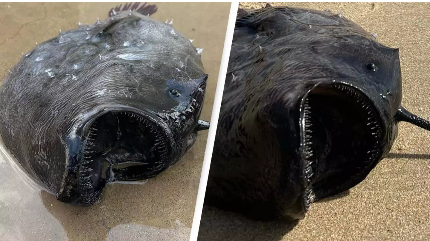 Strange fish with vicious teeth from 3000ft below ocean washes up on shore in 'very rare' sighting