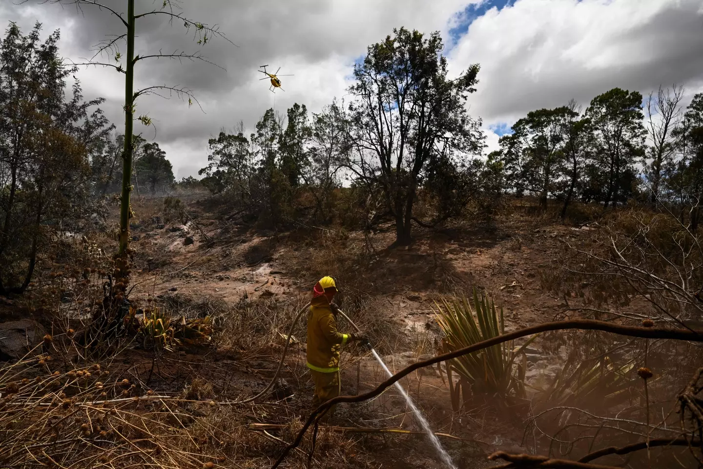 The fires have destroyed thousands of acres of land.