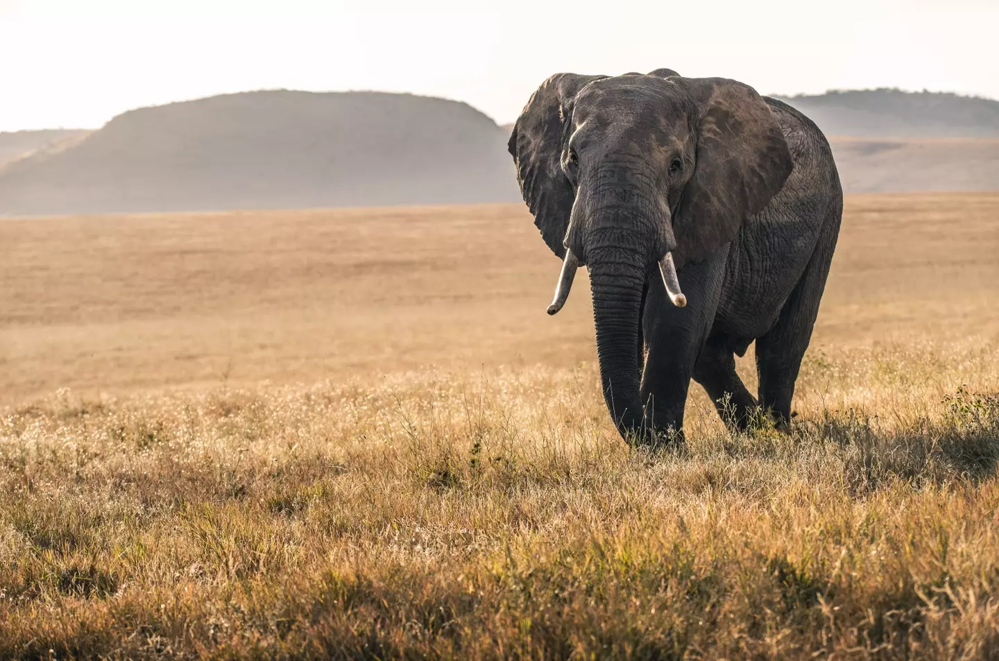 African savanna elephants are decreasing by 8% every year.
