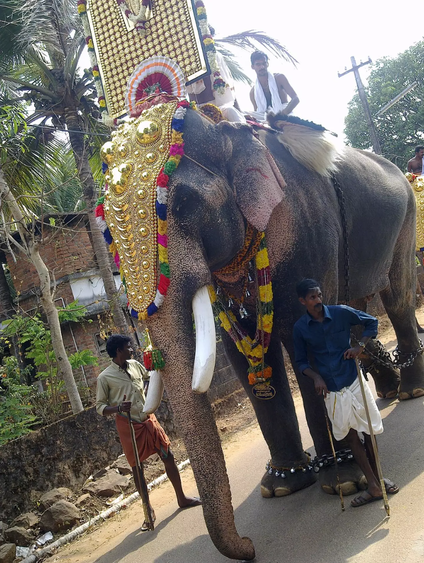 The elephant has been described as a 'total thug'.