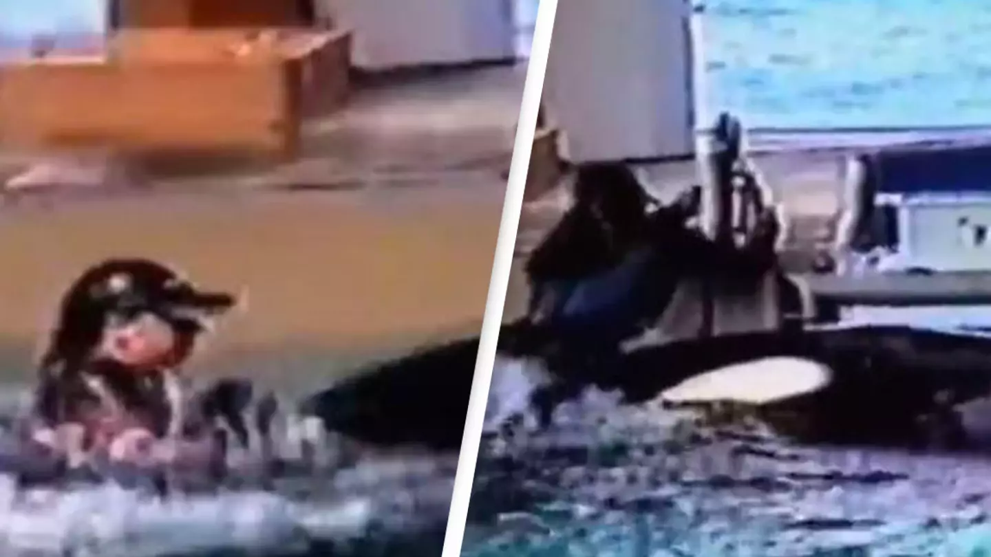 SeaWorld trainer screamed for help as she was dragged under by two killer whales