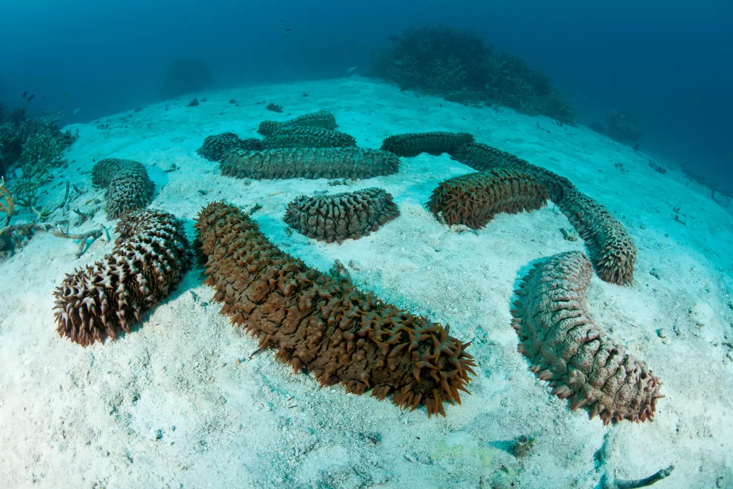 An expert has revealed why divers go to such lengths to retrieve sea cucumbers.