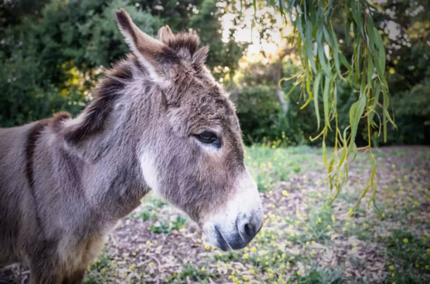 Perry is reported as having inspired animators working on Shrek (The Barron Park Donkey Project)