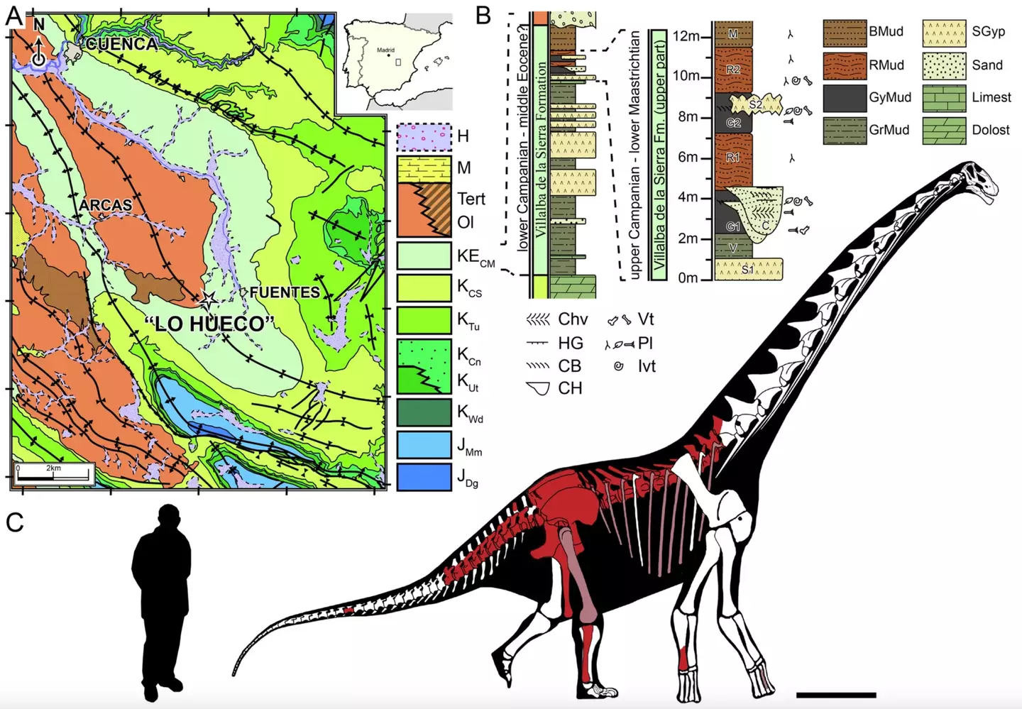 A map of where the dinosaur was discovered as well as a diagram of a man next to the beast (Nature)