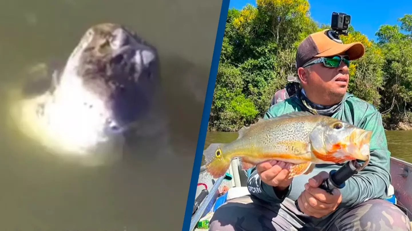 Alligator Leaps Out Of Water To Snap Drone Flying Above