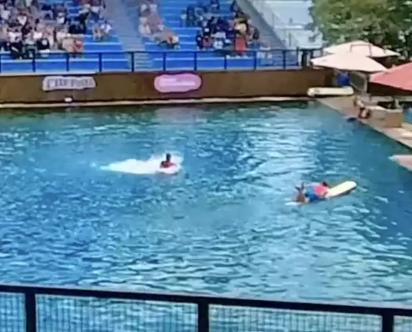 The moment the dolphin attacked was caught on camera.