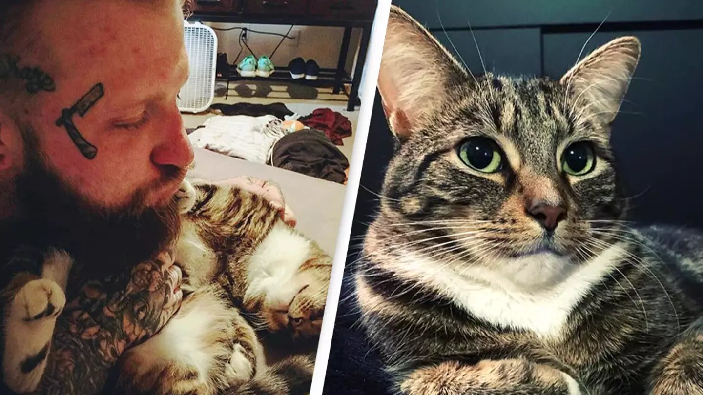 Man awarded $1.4 million after claiming landlord had ‘catnapped’ pet when it disappeared