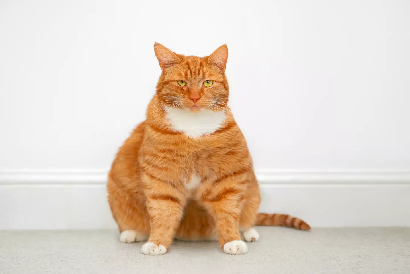 Feline obesity is a huge problem in the US with around 25 million pet cats currently overweight ( Peter Dazeley / Getty Images)